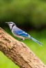 Blue Jay-Marion County-Illinois Poster Print - Richard and Day