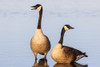 Canada Geese in wetland-Marion County-Illinois Poster Print - Richard and Day