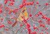Northern Cardinal female in Winterberry bush-Marion County-Illinois Poster Print - Richard and Day