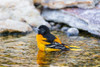 Baltimore Oriole male bathing-Marion County-Illinois Poster Print - Richard and Day