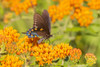 Pipevine Swallowtail on Butterfly Milkweed Stephen A Forbes State Park-Marion County-Illinois Poster Print - Richard and Day