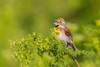 Dickcissel male singing perched on Poison Hemlock-Marion County-Illinois Poster Print - Richard and Day