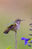 Ruby-throated Hummingbird immature male bathing in garden in rain shower-Marion County-Illinois Poster Print - Richard and Day