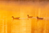 Wood Ducks in wetland at sunrise in fog-Marion County-Illinois Poster Print - Richard and Day