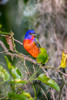A male painted bunting perched Poster Print - Larry Richardson