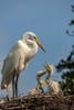 USA-Florida-Anastasia Island Great egret and chicks on nest Poster Print - Gallery Jaynes