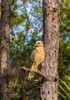 A perched red-shouldered hawk in south Florida Poster Print - Larry Richardson