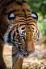A Malayan tiger has penetrating eyes Poster Print - Larry Richardson