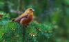 Red crossbill foraging during migration stop-Washington State-USA Poster Print - Ken Archer