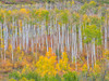 USA-Colorado-Kebler Pass Autumn color of the Aspens Poster Print - Terry Eggers