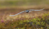 Aleutian tern flying Poster Print - Ken Archer