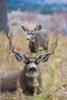 Alert mule deer buck resting Montana-USA Poster Print - Ken Archer