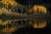 USA-Colorado-Uncompahgre National Forest Forest reflects in pond Poster Print - Gallery Jaynes