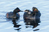 Eared grebe family-parent feeding chicks, USA-Colorado Poster Print - Ken Archer