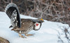 Dusky grouse in courtship display-trying to impress a nearby female grouse, USA-Colorado Poster Print - Ken Archer