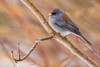 USA-Colorado-North Park-dark-eyed Junco