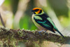 South America-Ecuador Cloud Forest-flame-faced tanager Poster Print - Ken Archer
