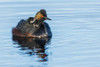 USA-Colorado-North Park-eared grebe with chicks Poster Print - Ken Archer