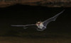 Long-eared myotis bat drinking on the fly-USA Arizona Poster Print - Ken Archer