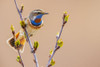 Bluethroat-checking on his territory Poster Print - Ken Archer
