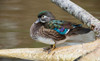 Canada-British Columbia-Boundary Bay-wood duck hen resting Poster Print - Ken Archer