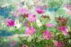 Composite of Cosmos Garden Poster Print - Janell Davidson