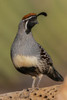 Gambels quail portrait of a male on cactus skeleton-USA-Arizona Poster Print - Ken Archer