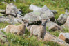 Bighorn sheep-curious lambs overlooking the Colorado alpine country-USA Poster Print - Ken Archer