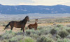 Wild mustangs-mare and colt USA-Colorado Poster Print - Ken Archer