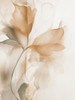 Floral Transparency I Poster Print - Andrea Haase