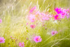 Soft composite of cosmos flowers and grasses Poster Print - Janell Davidson