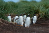 A Gentoo penguin-Pygoscelis Papua-walking to the beach Sea Lion Island-Falkland Islands Poster Print - Sergio Pitamitz