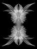 White skeleton leaves arranged on black background Poster Print - Adam Jones