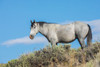 Wild mustang stallion USA-Colorado Poster Print - Ken Archer