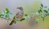 USA-South Texas Long-billed thrasher with berry Poster Print - Ken Archer