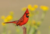USA-South Texas Northern cardinal Poster Print - Ken Archer