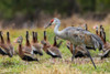 USA-South Texas Sandhill crane