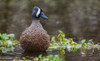 USA-South Texas Aranas National Wildlife Refuge-blue-winged teal drake Poster Print - Ken Archer