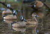 USA-South Texas Aranas National Wildlife Refuge-blue-winged teal ducks Poster Print - Ken Archer