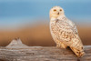 USA-Washington State Damon Point-snowy owl-last light Poster Print - Ken Archer