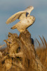 USA-Washington State Damon Point-snowy owl flying Poster Print - Ken Archer