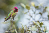 Annas hummingbird resting-San Diego area-California-USA Poster Print - Ken Archer