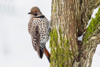 Canada-British Columbia-Boundary Bay-red-shafted flicker-first winter Poster Print - Ken Archer