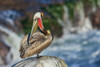 Brown pelican-preening session Poster Print - Ken Archer