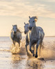 Provence-Alpes-Cote dAzur-France Camargue horses running through water at sunrise Poster Print - Emily M. Wilson