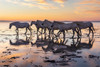 Provence-Alpes-Cote dAzur-France Herd of Camargue horses in the marshes at dawn Poster Print - Emily M. Wilson