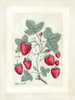 Sweet Summer Strawberries I Poster Print - Sara Baker