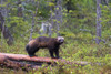 A wolverine-Gulo gulo-standing on a dead log Kuhmo-Oulu-Finland Poster Print - Sergio Pitamitz