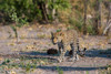 A female leopard walking in Chobe National Parks Savuti marsh Botswana Poster Print - Sergio Pitamitz