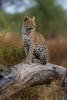 A leopard standing on a dead fallen tree in the Okavango Delta Botswana Poster Print - Sergio Pitamitz